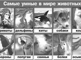 Умные животные, фото с сайта enisei.aif.ru 