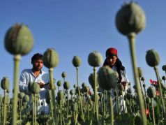 Сбор опиума-сырца в маковом поле. Фото: AFP PHOTO/ Noorullah Shirzada
